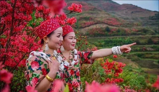 黄平谷陇大高山，杜鹃花海惹人醉