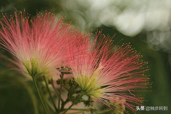 史铁生合欢树原文赏析（合欢树重点句子赏析）