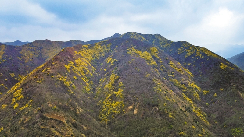 3月26日，记者用无人机航拍的秦岭潼关段蒿岔峪口春日景色。