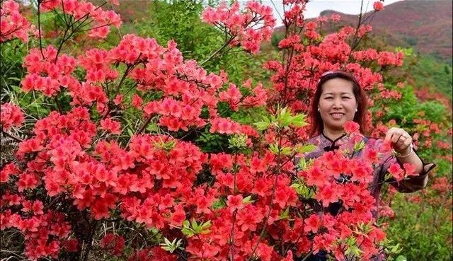 黄平谷陇大高山，杜鹃花海惹人醉