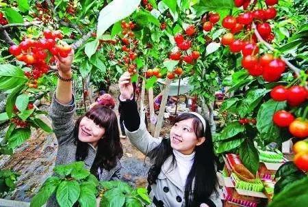 从汉中油菜花节说说节庆旅游如何保持生命力